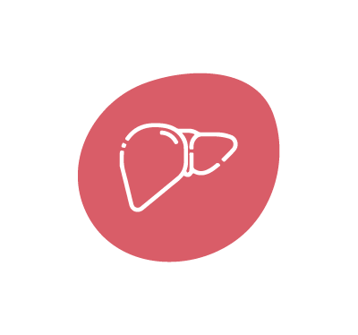 Supports Liver Health