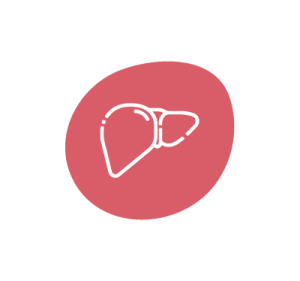 Supports Liver Health